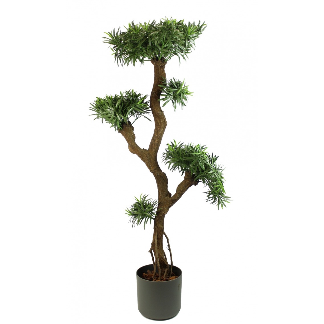 Podocarpus artificiel racines Podocarpus artificiel racines