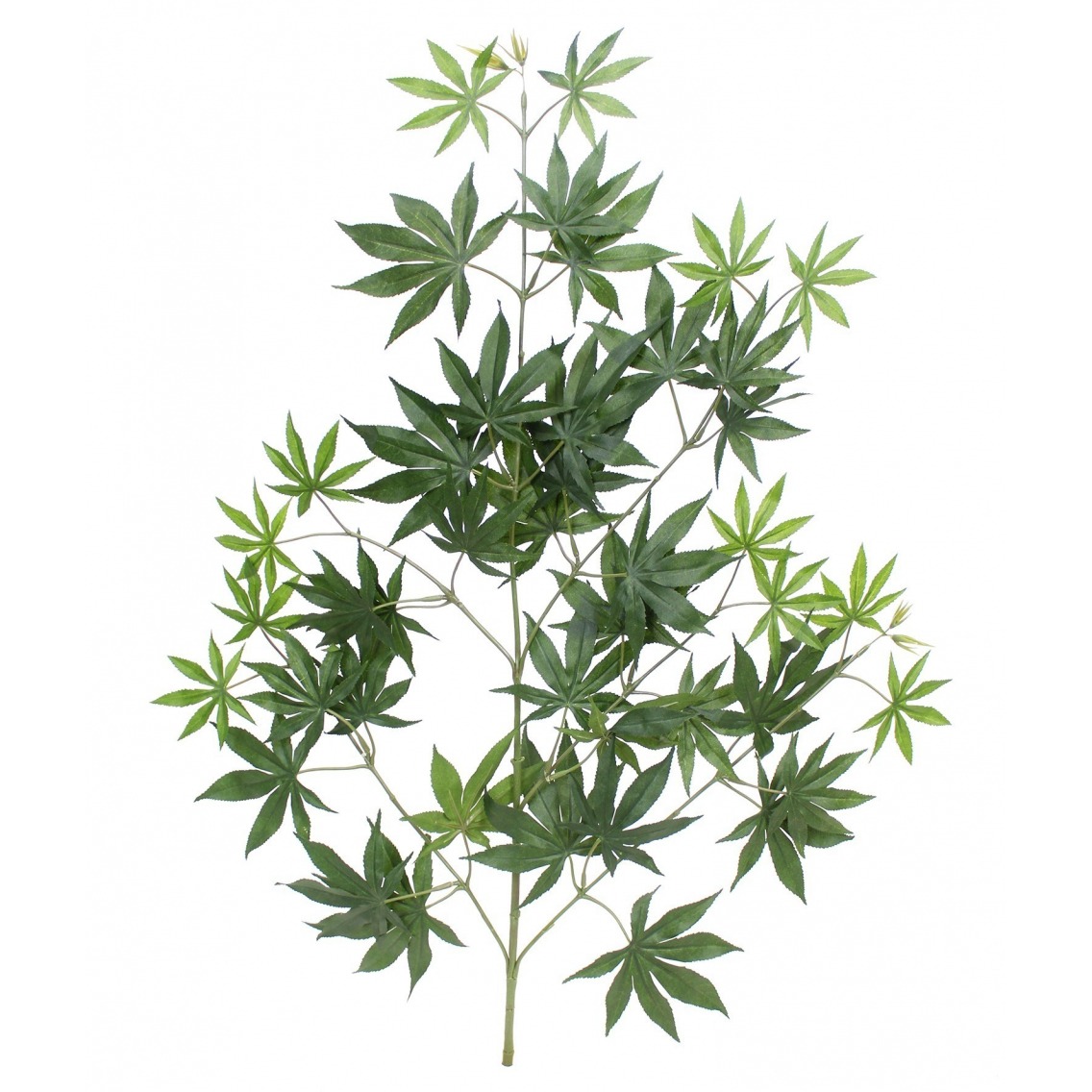 Feuille aralia japonica Feuille aralia japonica