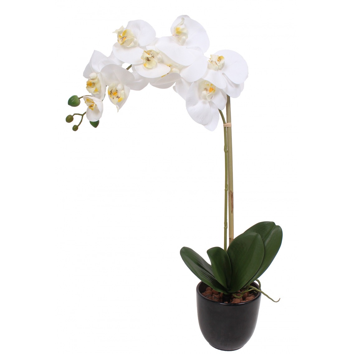 Phalaenopsis artificielle stuartiana Phalaenopsis artificielle stuartiana