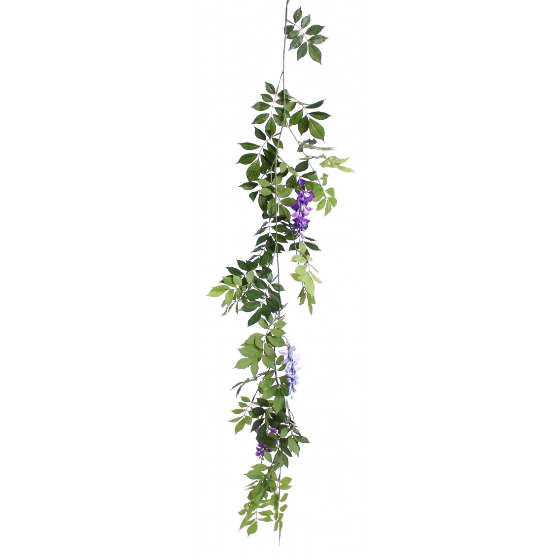 Guirlande de glycine violette Guirlande de glycine violette