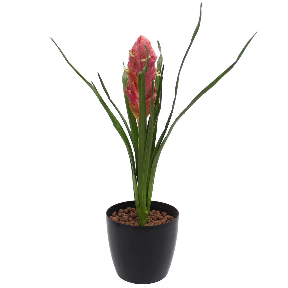 Tillandsia bulbosa artificiel Tillandsia bulbosa artificiel