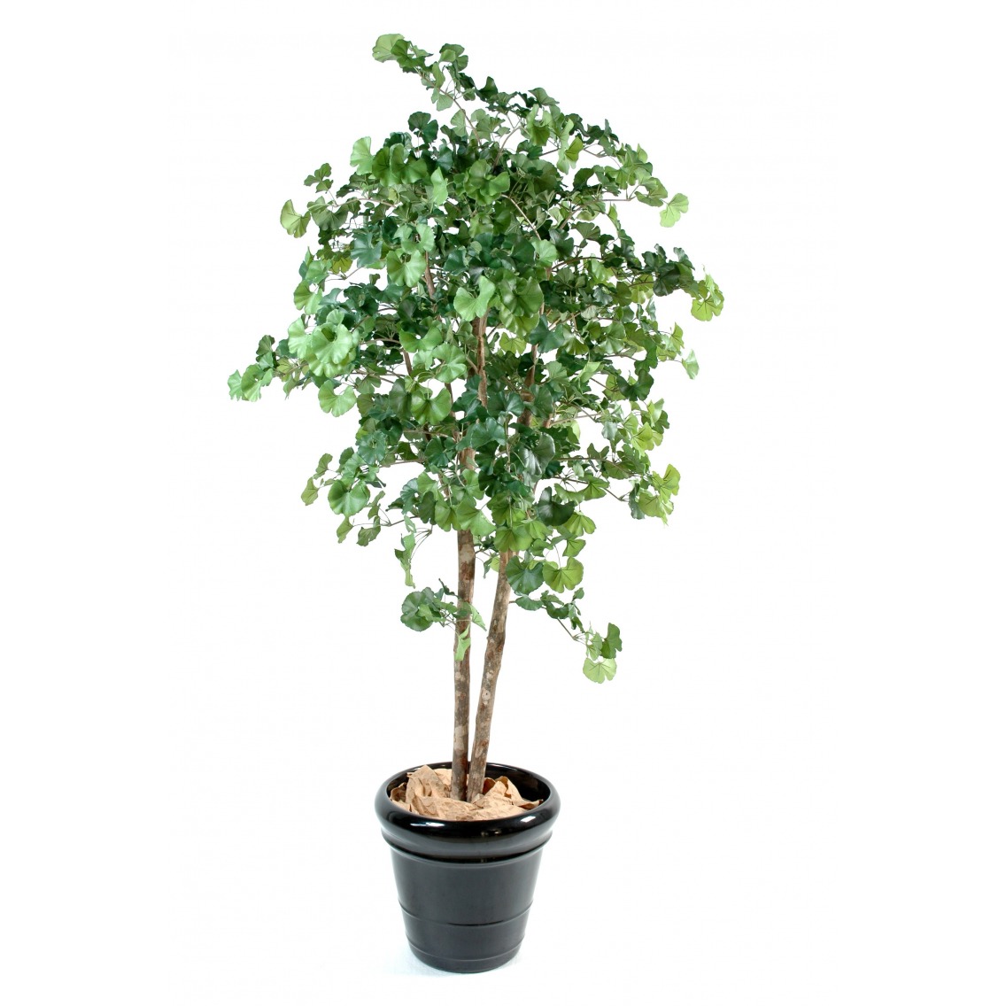 planter un ginkgo biloba