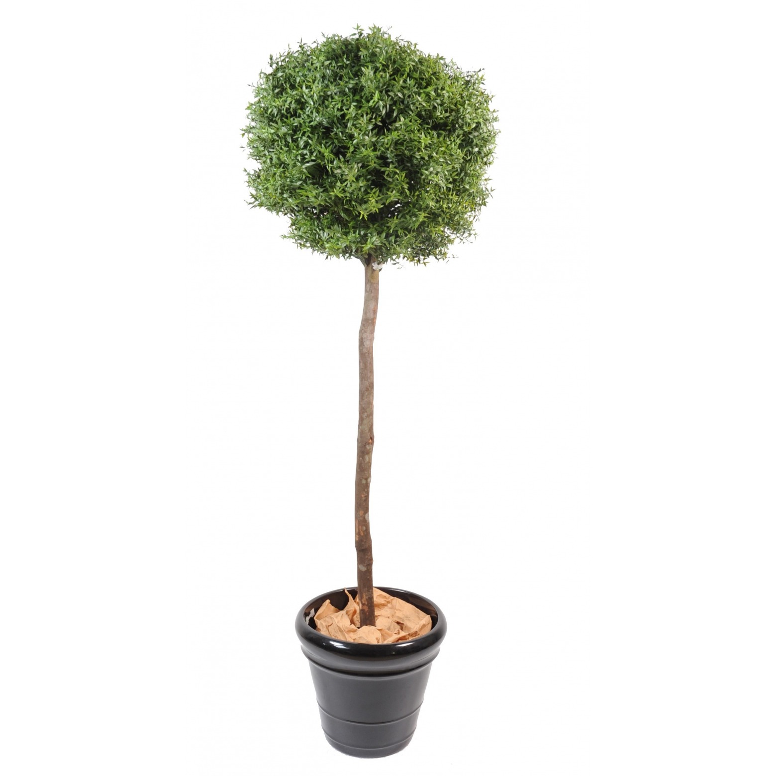 Eucalyptus Artificiel Sur Tige 110 Cm Eucalyptus Artificiels Artiplantes