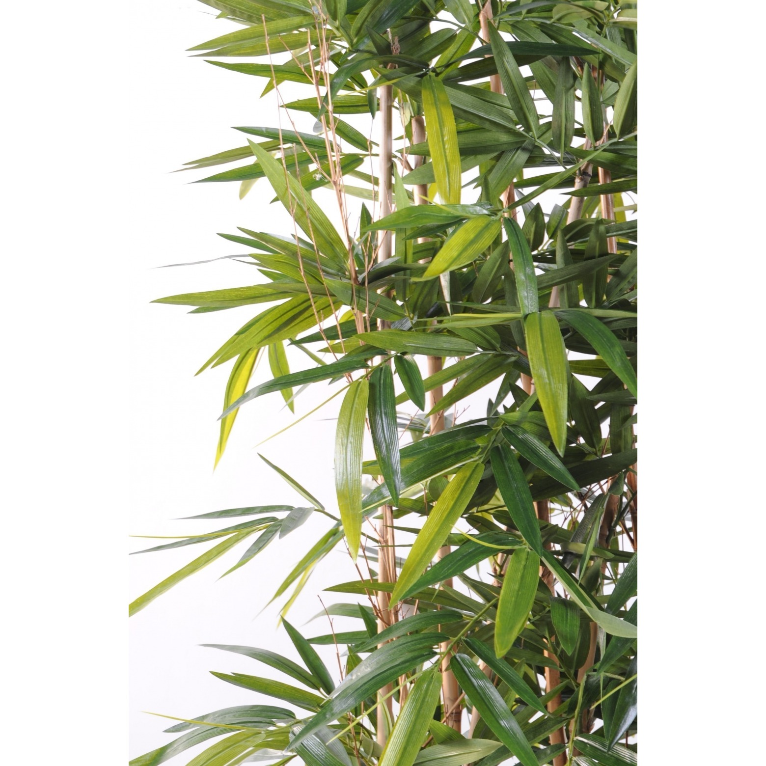 Haie En Bois De Bambou : haie de bambous h 150 cm x l 125 cm cannes de bambou haie de bambou Haie En Bois De Bambou : haie de bambous h 150 cm x l 125 cm cannes de bambou haie de bambou