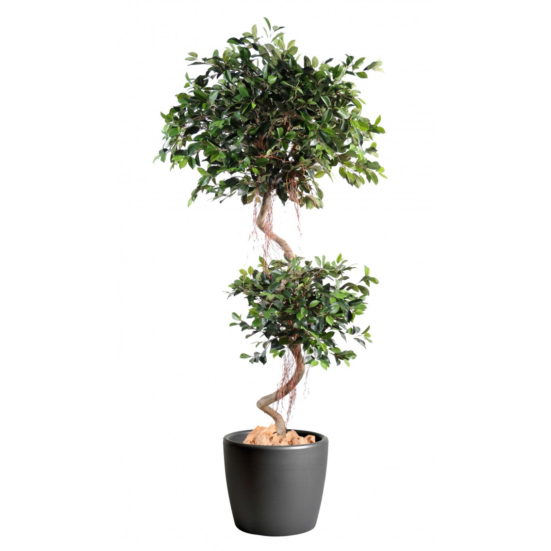 Ficus artificiel à deux têtes Ficus artificiel à deux têtes