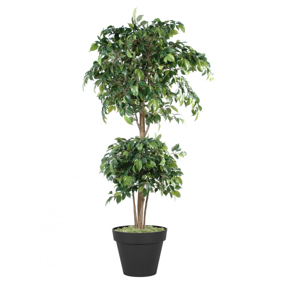 Ficus Artificiel Banian-180cm