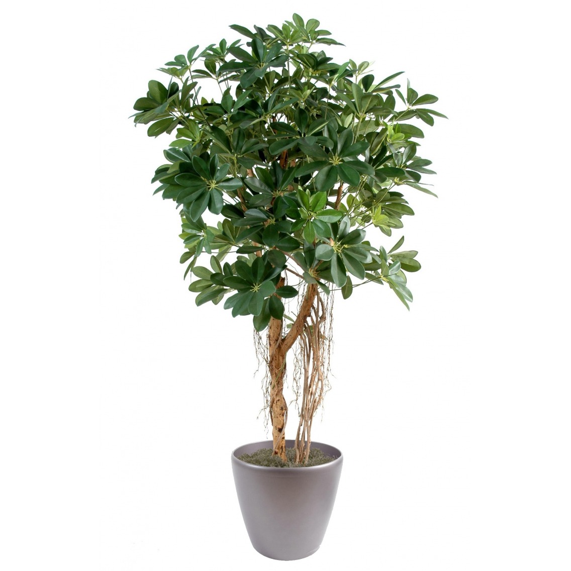 Schefflera parapluie artificiel Schefflera parapluie artificiel
