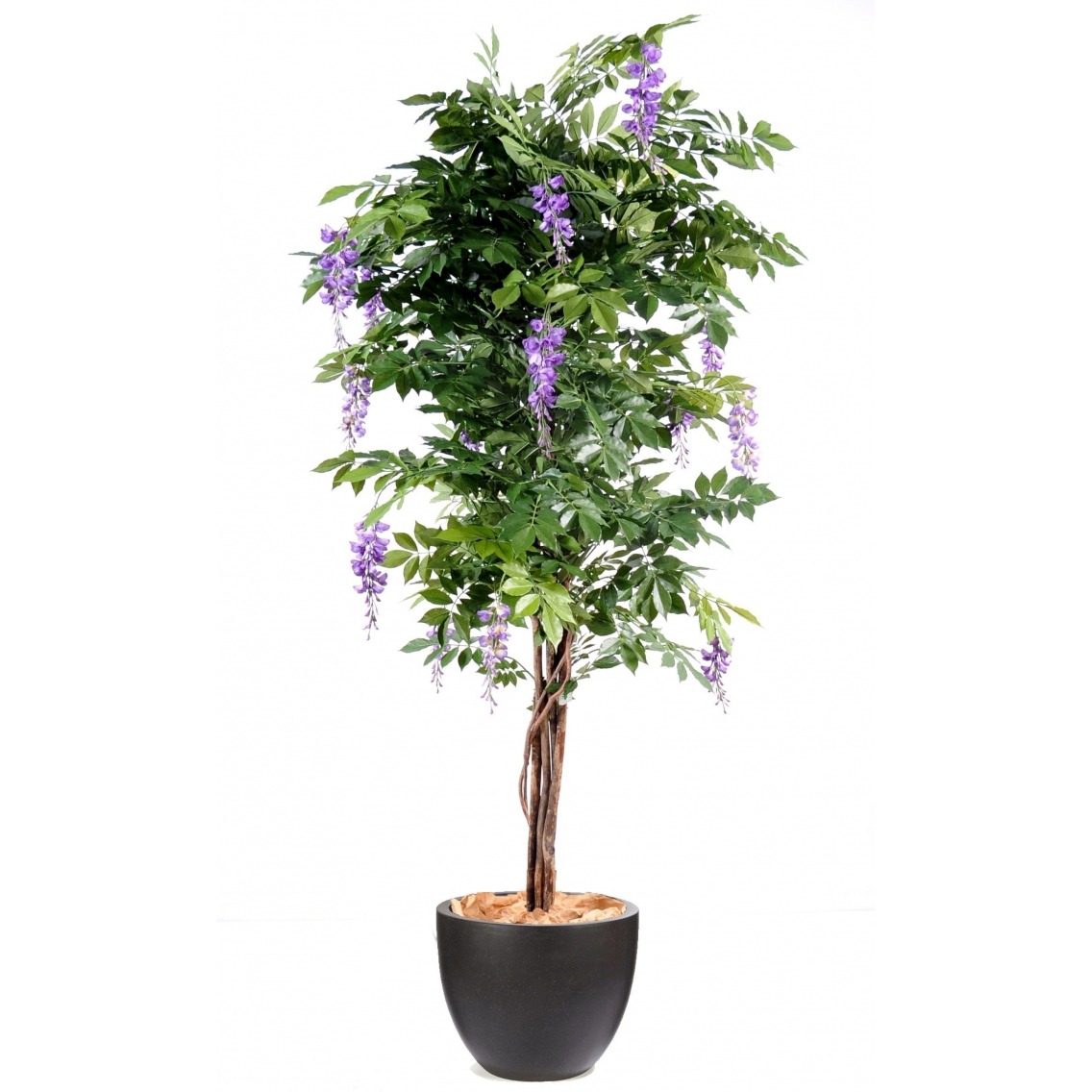 Glycine parme artificielle Glycine parme artificielle