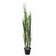 Plante graminée Plante graminée