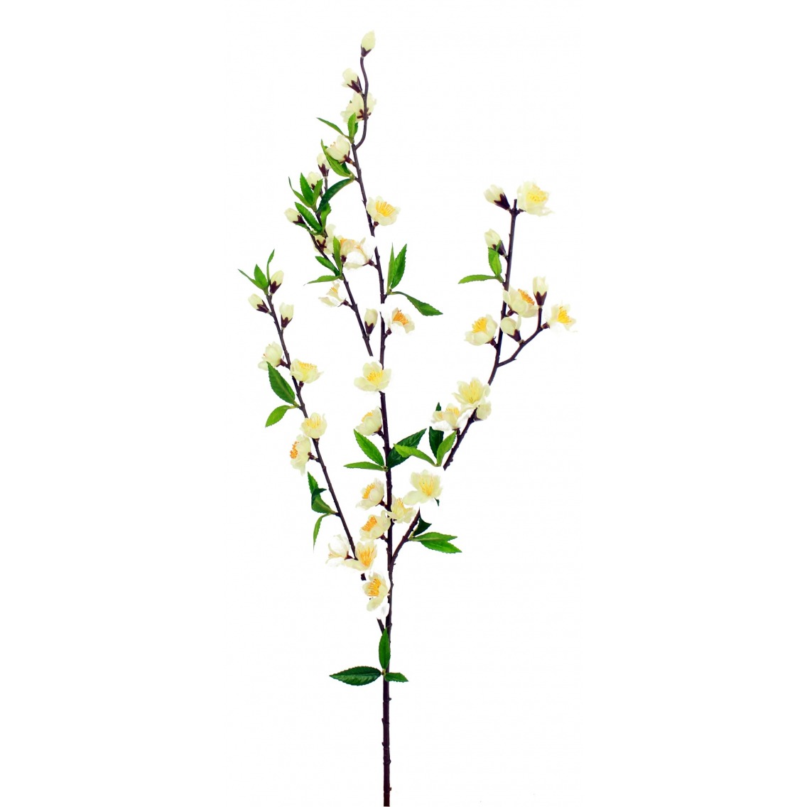 Branche de cerisier blanc Branche de cerisier blanc