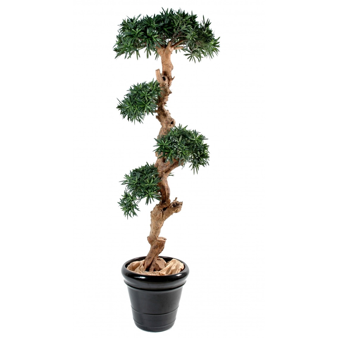 Podocarpus artificiel tronc noueux Podocarpus artificiel tronc noueux