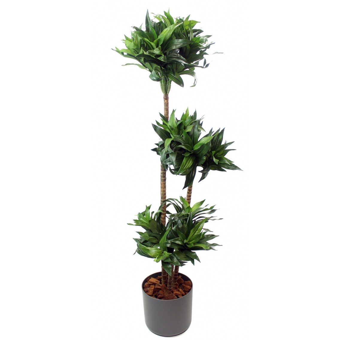 Dracaena artificiel compacta Dracaena artificiel compacta