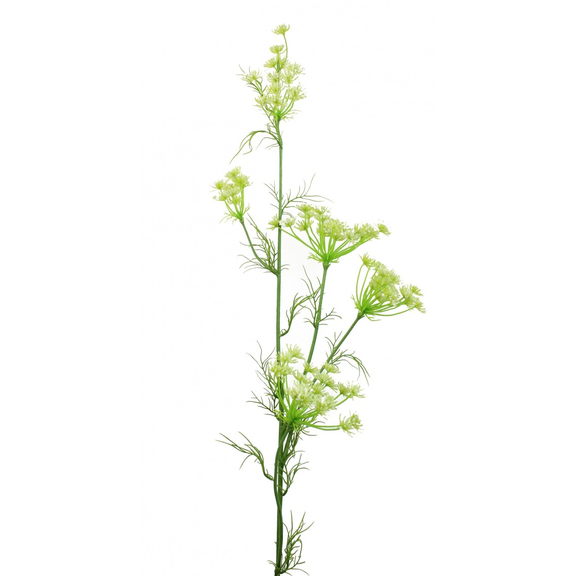 Daucus carota artificiel Daucus carota artificiel
