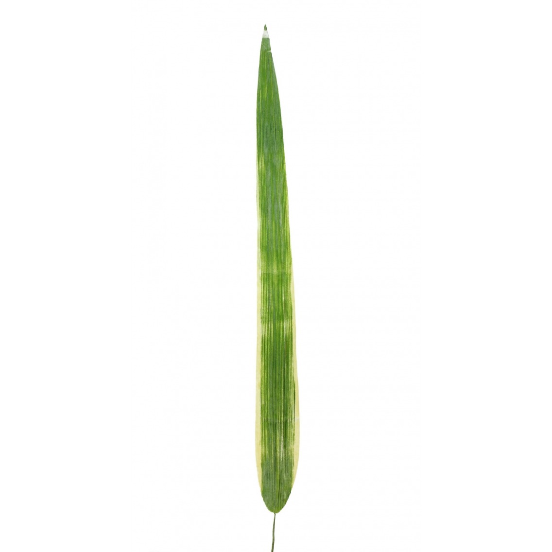 Feuille de pandanus Feuille de pandanus