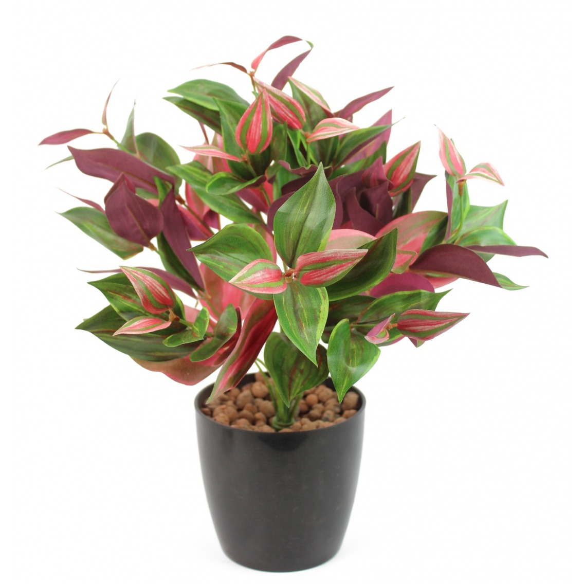 Tradescantia rouge et vert Tradescantia rouge et vert
