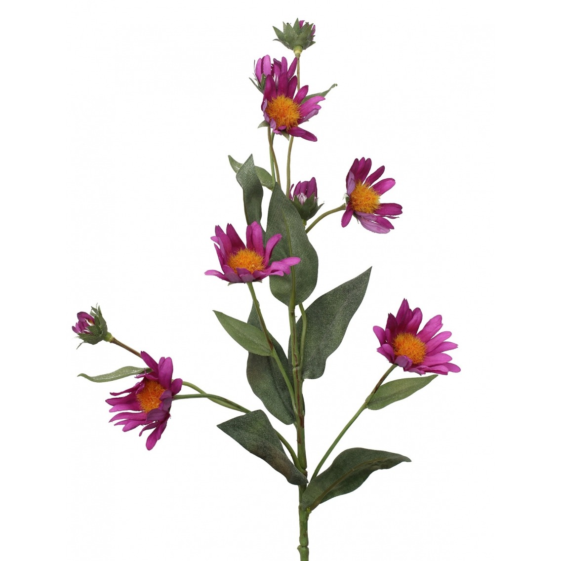 Aster artificiel violet Aster artificiel violet