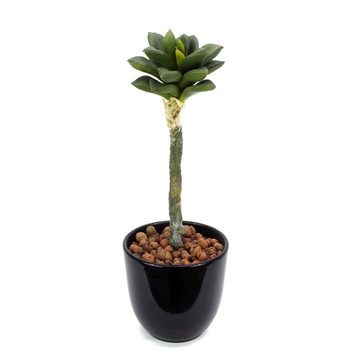Succulente artificielle pousse Succulente artificielle pousse