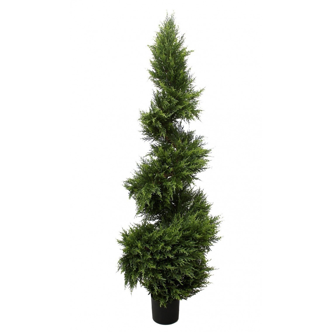 Cypres juniperus spirale fine Cypres juniperus spirale fine