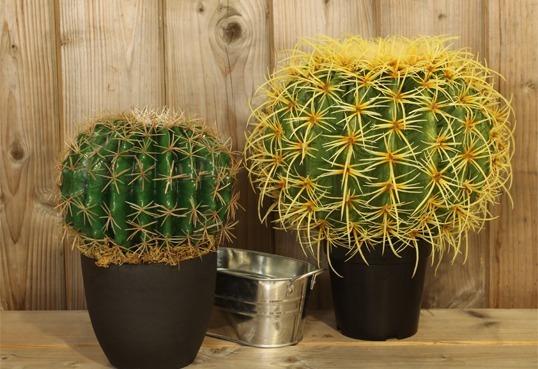 Des cactus pour décorer une terrasse dans une ambiance minérale