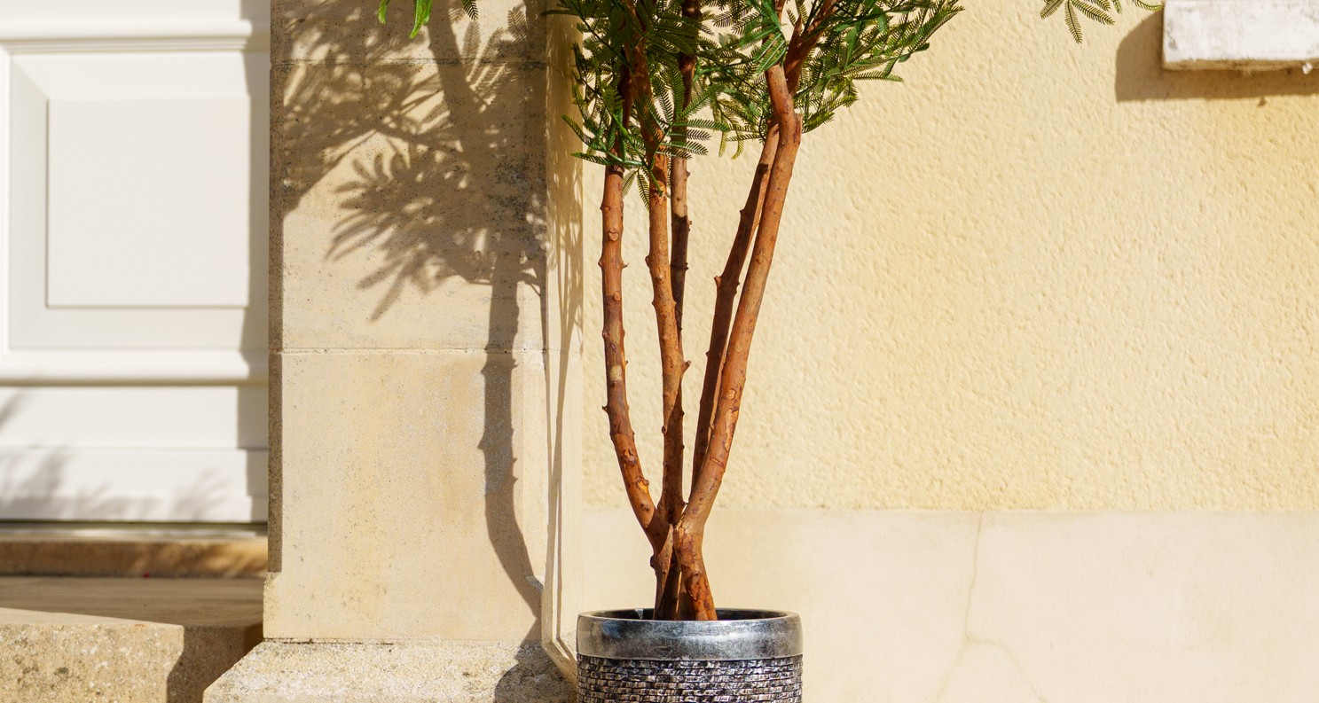 Tronc d'un eucalyptus