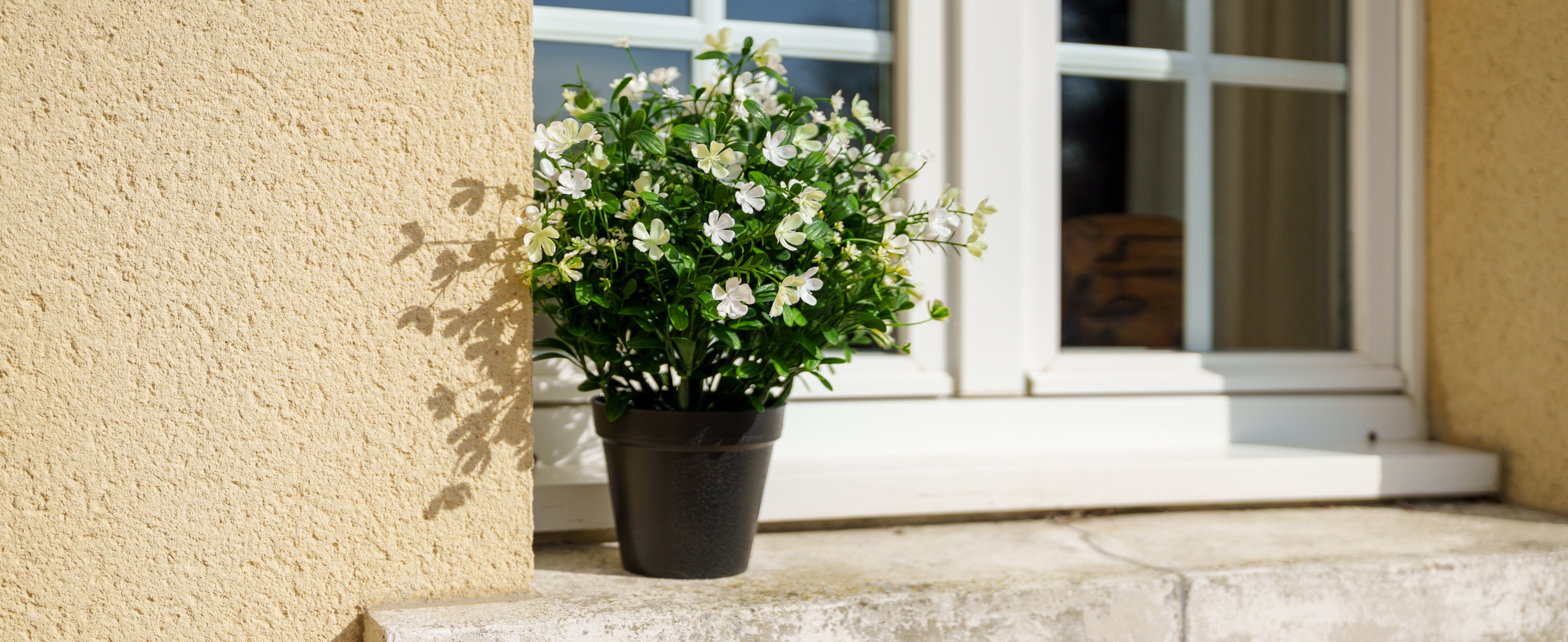 Fleur blanche sur un rebord de fenêtre