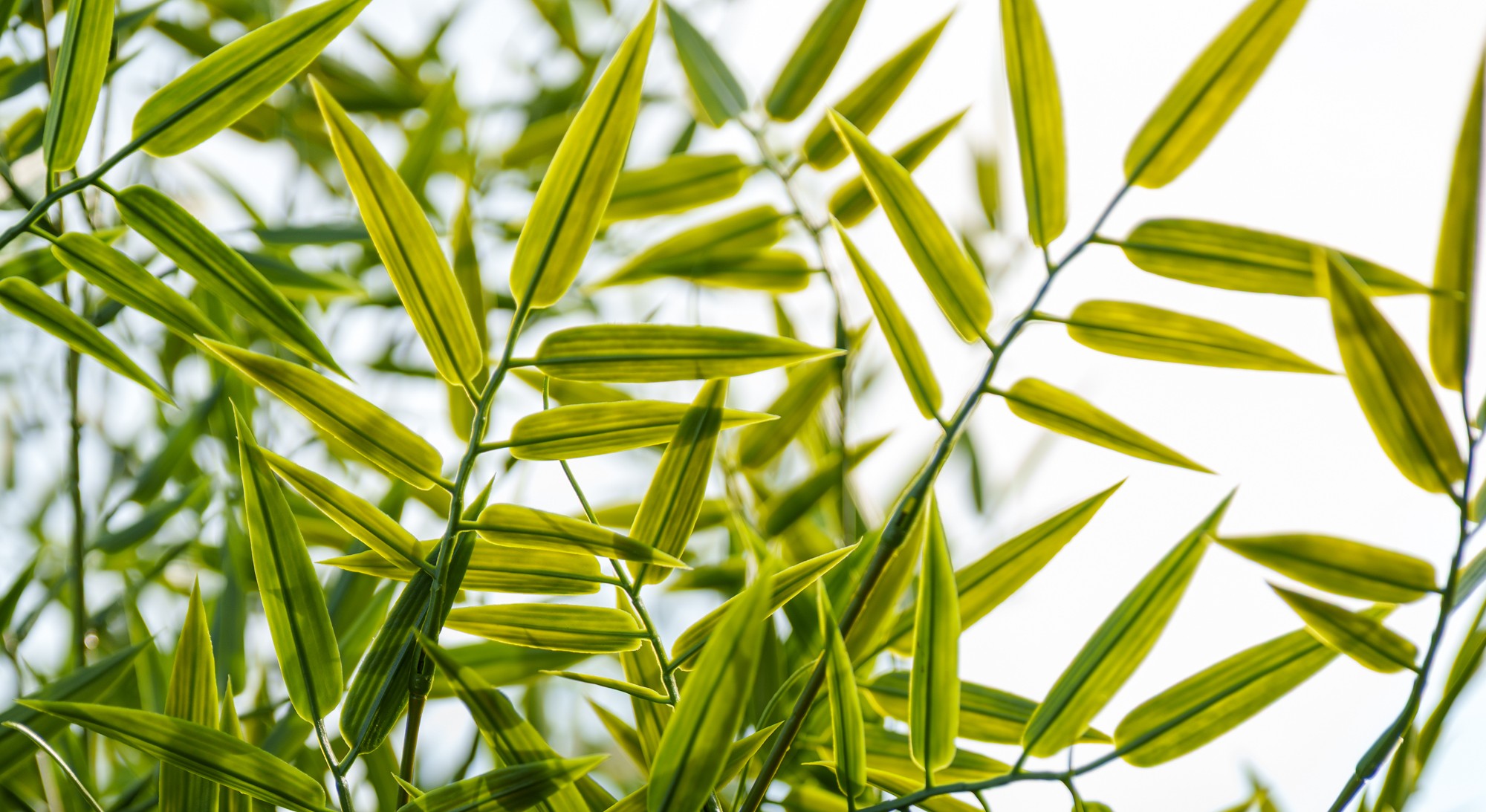Feuilles de bambou au soleil