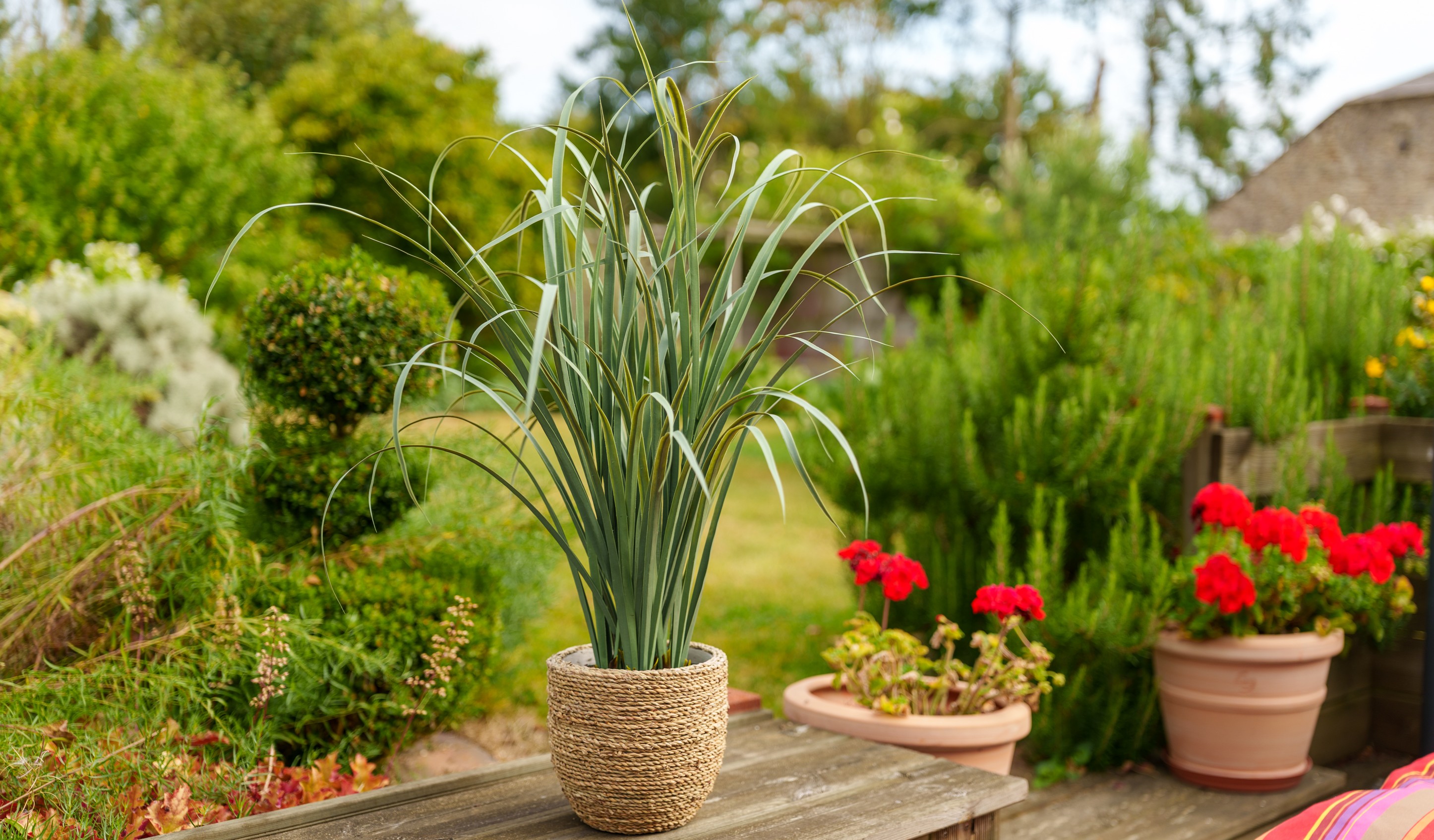 Citronnelle sur une terrasse en bois