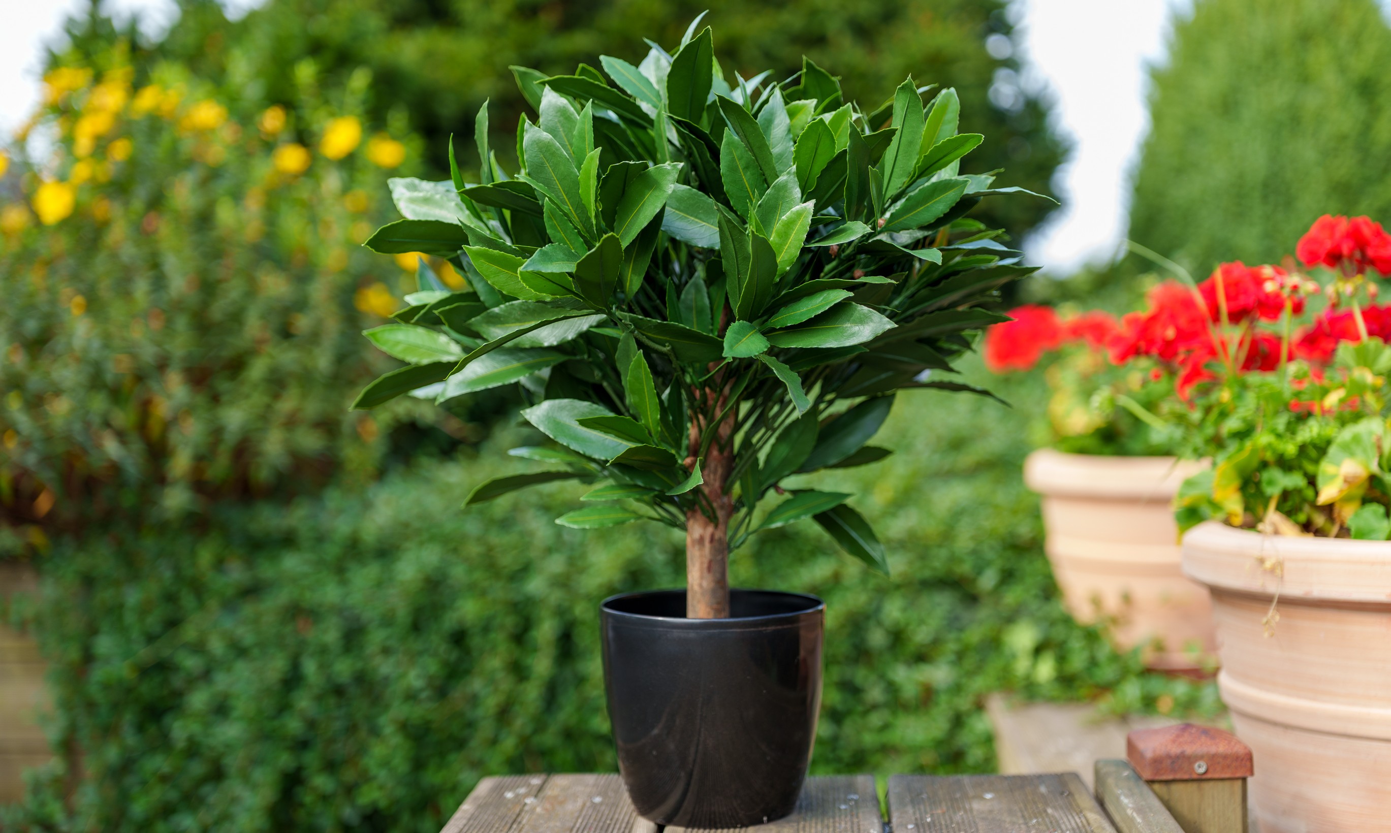 Plante sur terrasse en bois en extérieur