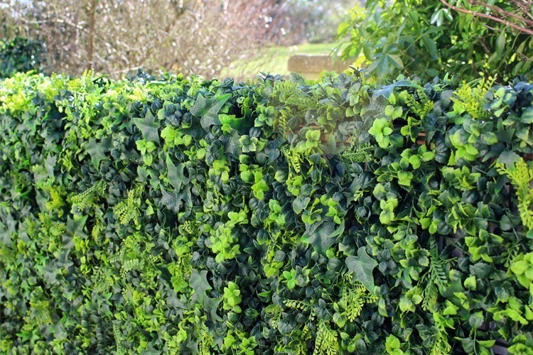 Les plantes pour cacher un mur extérieur