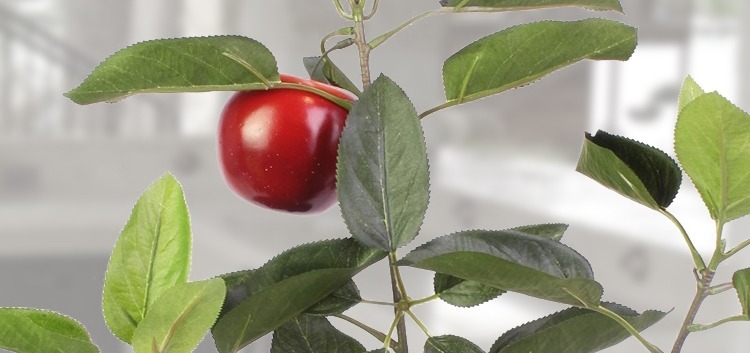 Pommier artificiel dans cuisine