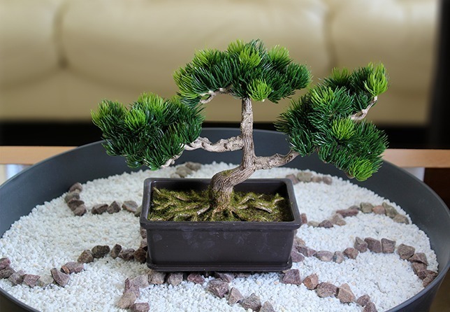 millettia japonica bonsai Hime Fuji Dwarf Wisteria