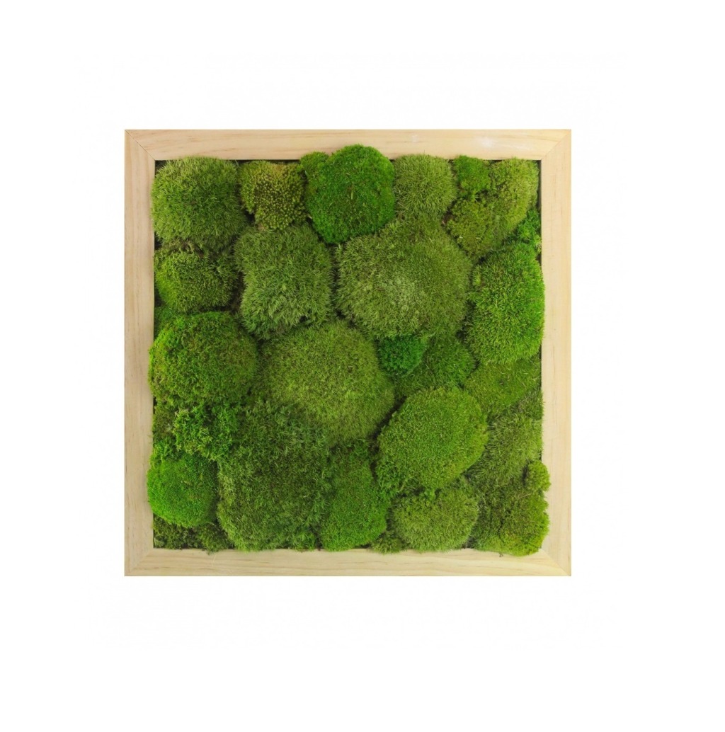 Créez votre propre tableau végétal en mousse stabilisée