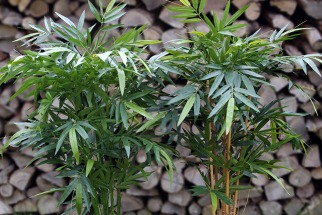 5 idées pour créer une ambiance zen avec des bambous artificiels