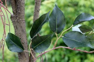 L'arbre artificiel dans notre quotidien