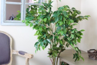 Le retour du vintage avec les ficus artificiels