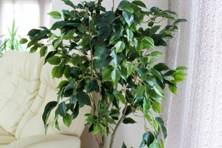 Rénovez votre décoration avec le ficus artificiel