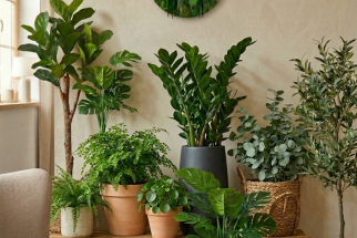 Les différences entre plantes artificielles, semi-naturelles et stabilisées