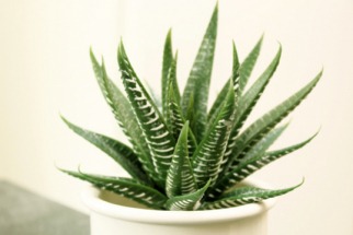 Disposez des succulentes artificielles dans la salle de bain