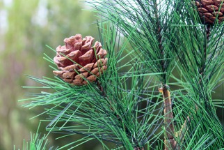 Une gamme d'arbres et de branches de pins artificiels pour des idées déco